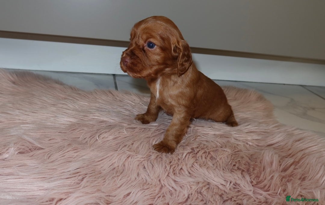 Cocker Spaniel dogs for sale: Gorgeous KC cocker spaniel puppies  - Advert 22