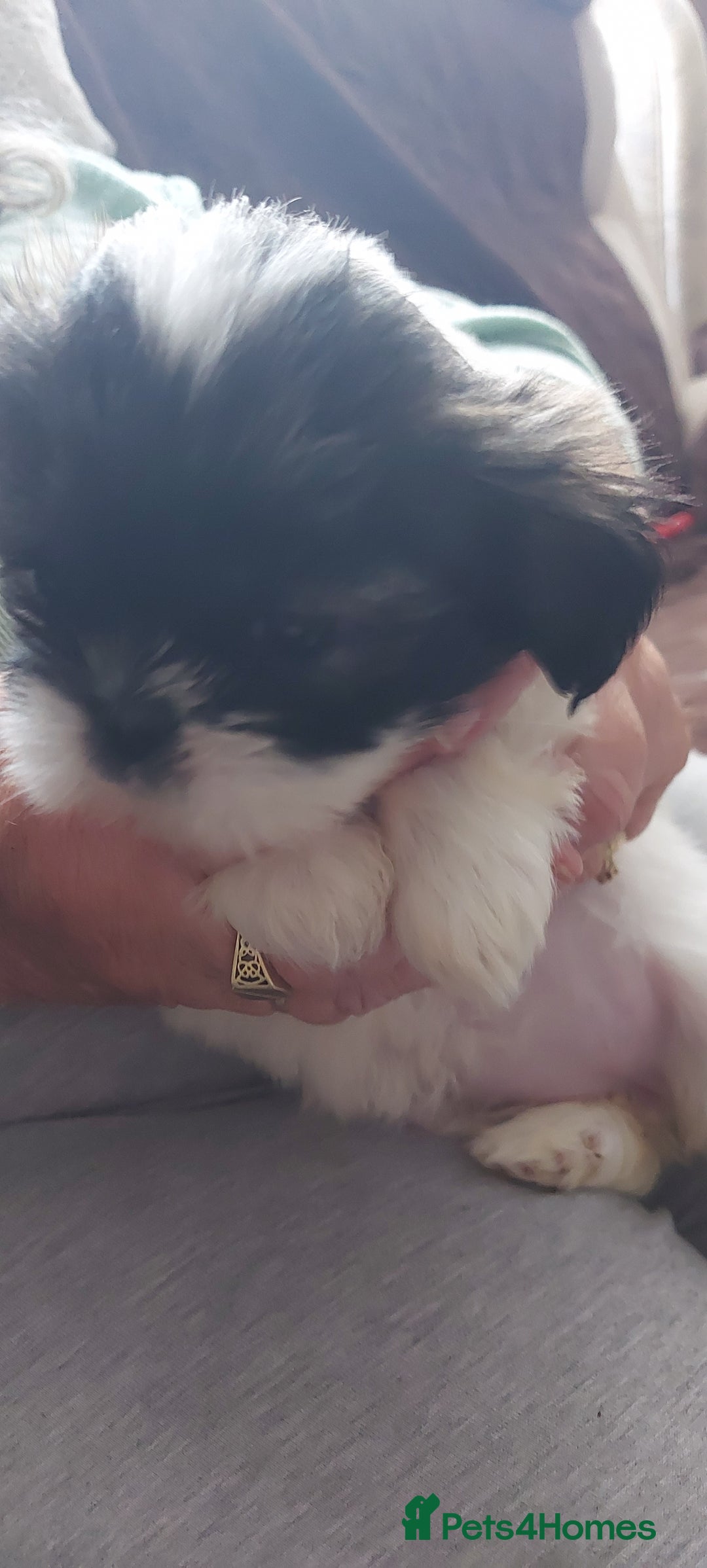 Shih Tzu dogs for sale: Shitz shu  - Image 2