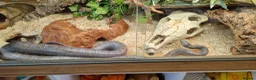 Corn Snake reptiles for sale: Corn snake  - Advert 4