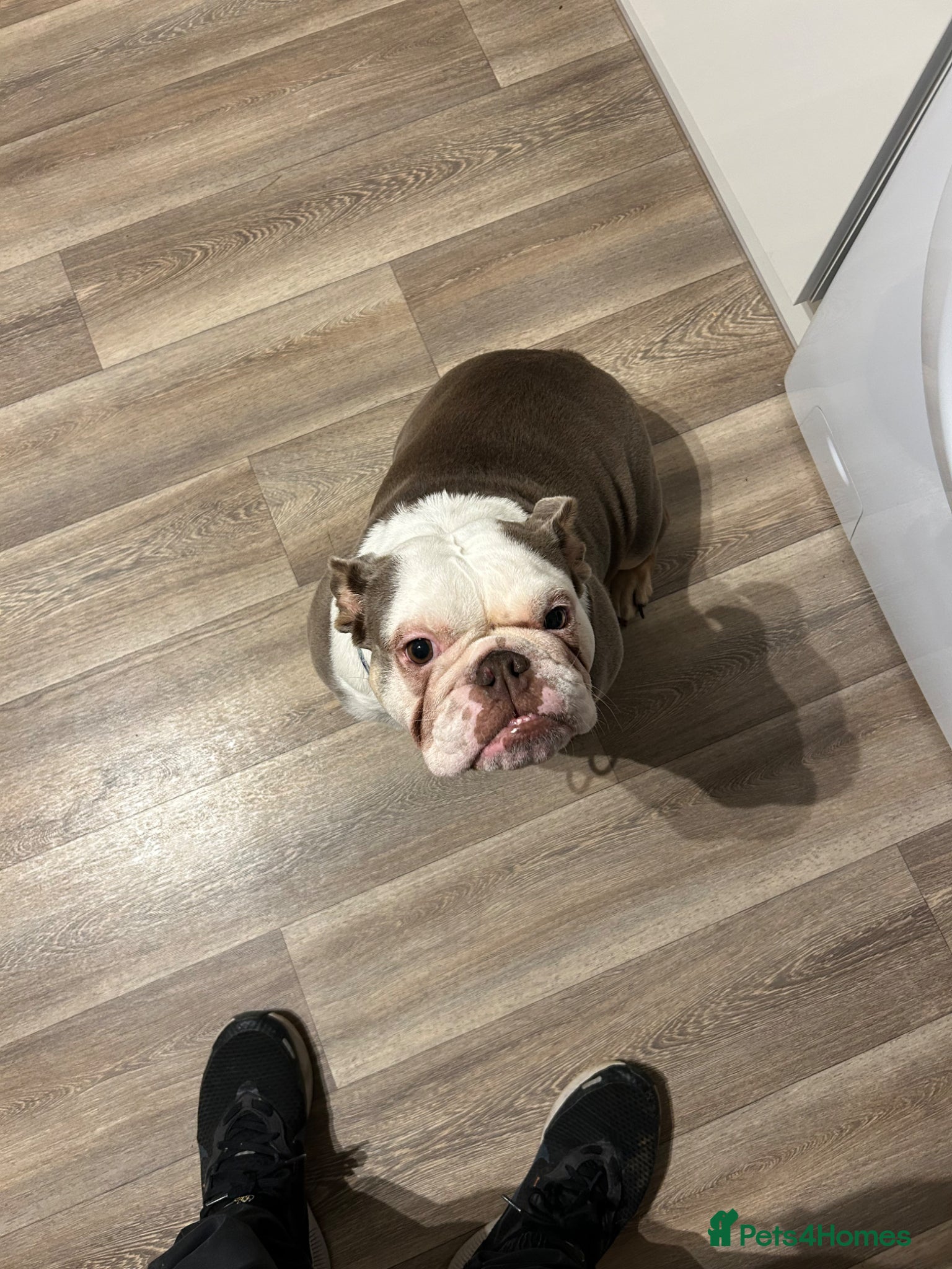 English Bulldog dogs English Bulldog 4yrs  - Advert 7