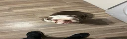 English Bulldog dogs for sale: English Bulldog 4yrs  in Bristol - Advert 1
