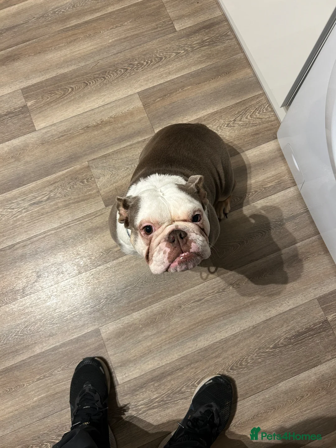 English Bulldog dogs for sale: English Bulldog 4yrs  in Bristol - Advert 1