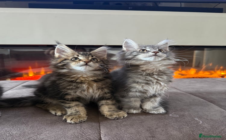 Maine Coon cats - Advert 1