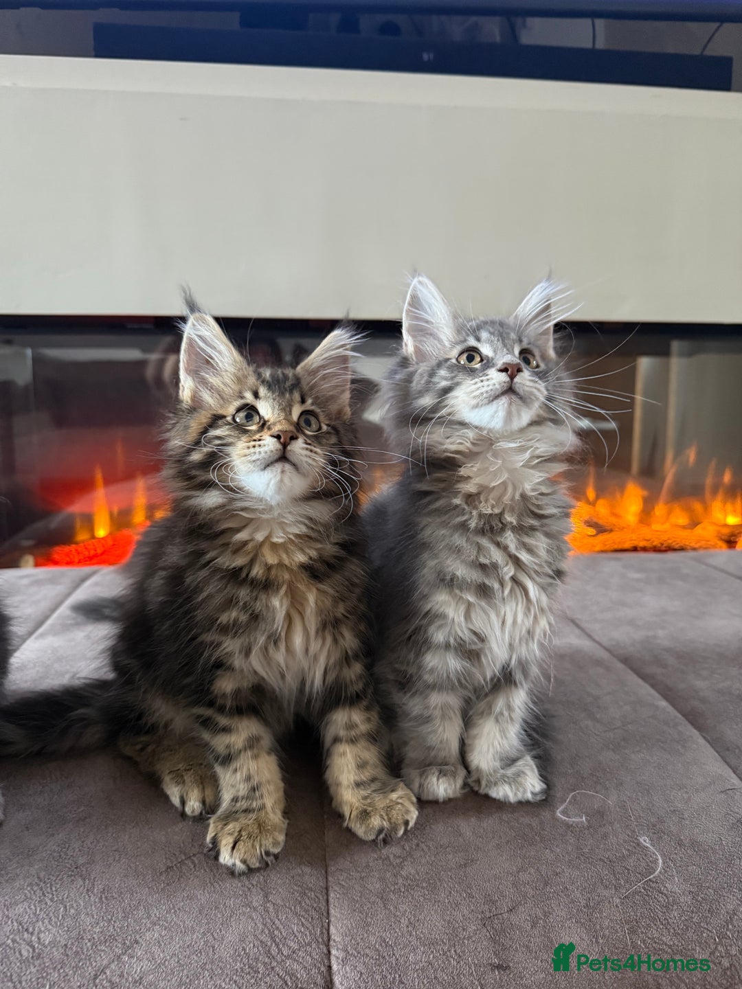Maine Coon cats for sale: XL Russian Cubs 🇷🇺 ❤️ - Image 1