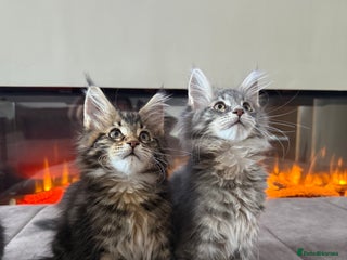 Maine Coon cats XL Russian Cubs 🇷🇺 ❤️ - Advert 6