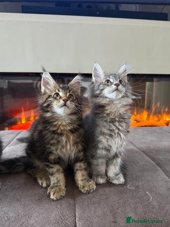 Maine Coon cats for sale - Advert 5