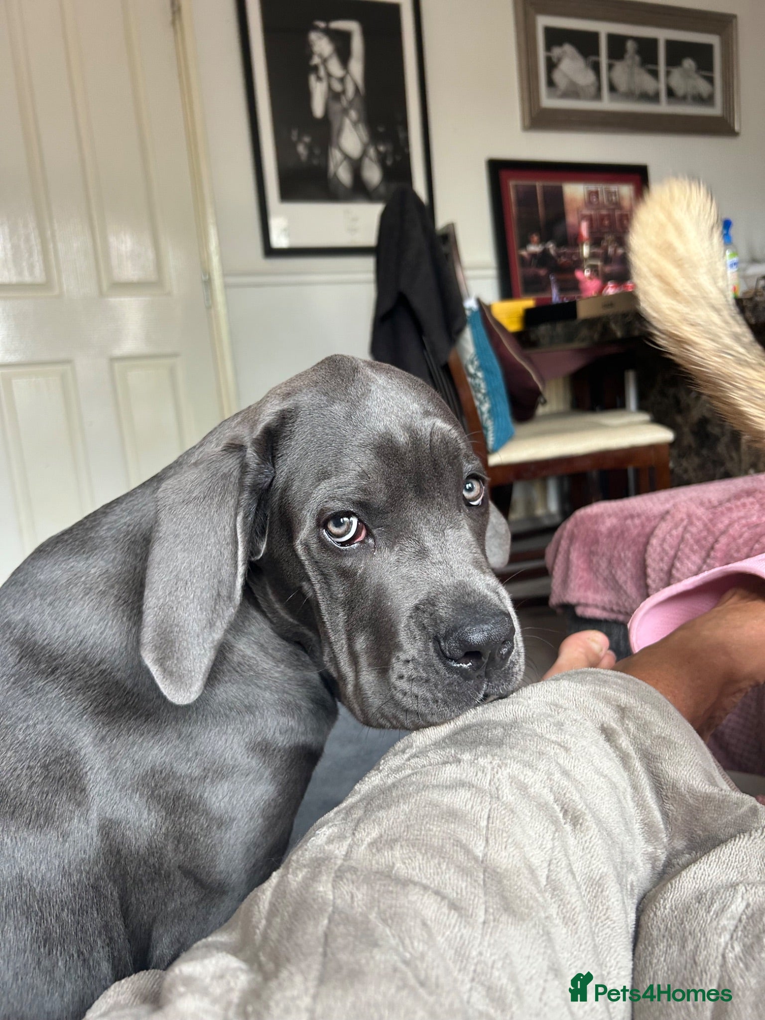 Cane Corso dogs Cane Corso  - Advert 12