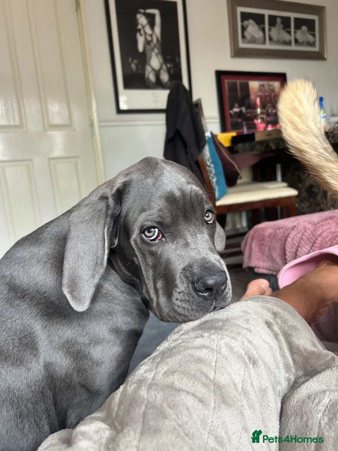 Cane Corso dogs for sale: Cane Corso  - Advert 1