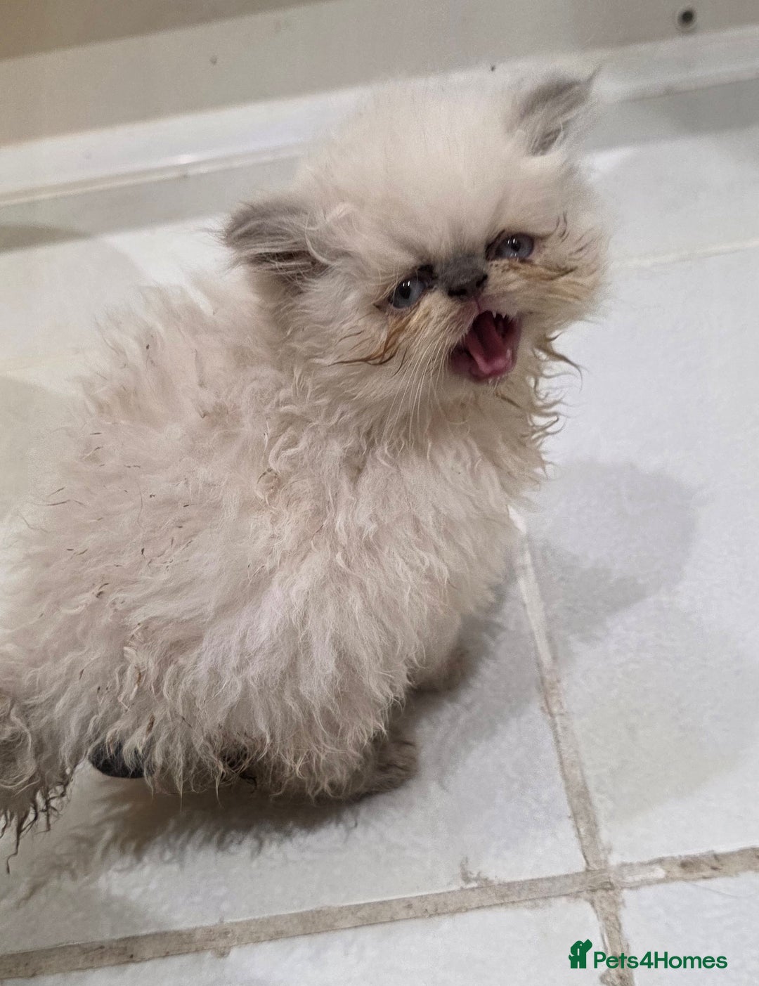 Persian cats for sale: Persian Kittens for Sale - Ready to go 19th Dec - Advert 6