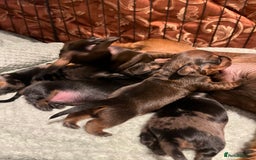 Dachshund dogs for sale: Miniature Dachshunds - Image 14