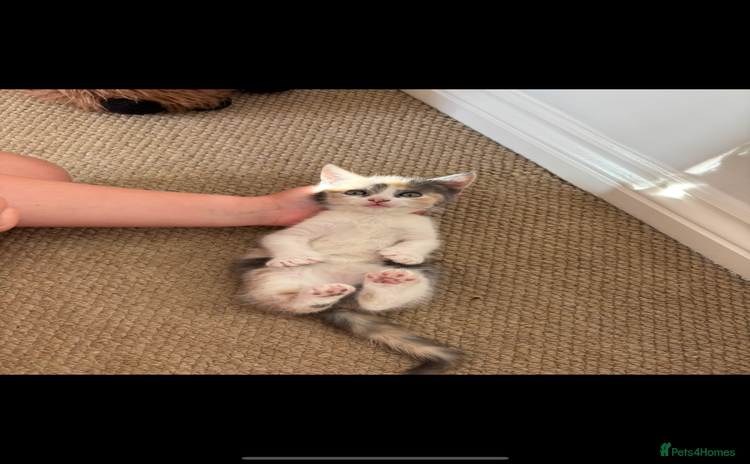 Mixed Breed cats - Advert 1