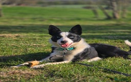 Border Collie dogs for sale: Half trained female Border collie - Image 5