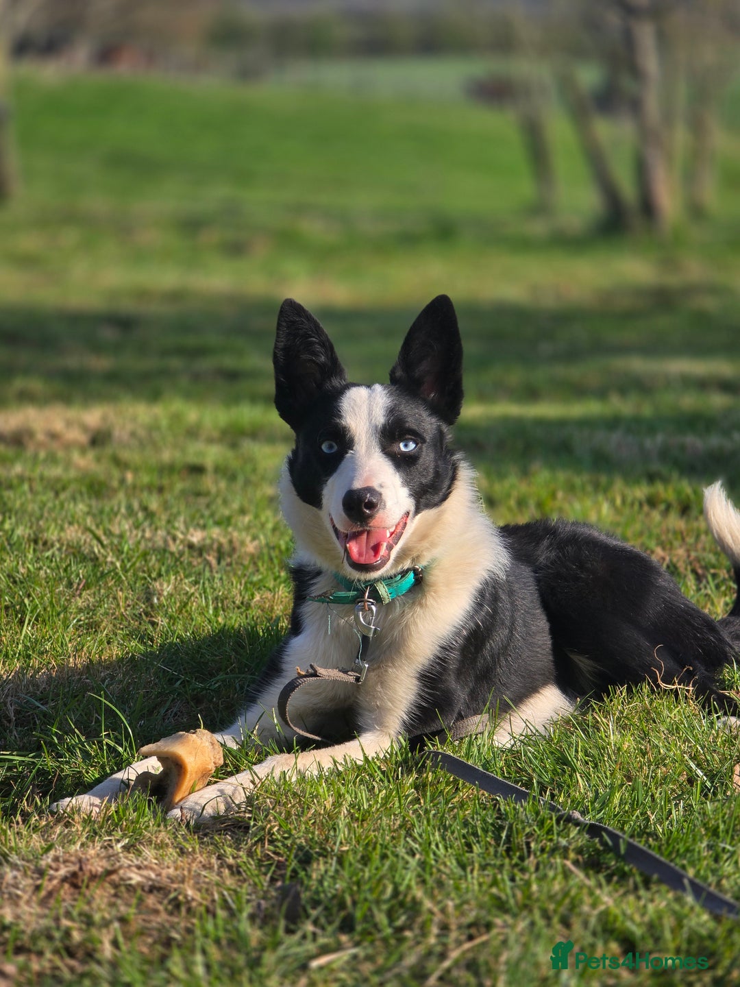 Border Collie dogs for sale: Half trained female Border collie - Image 5