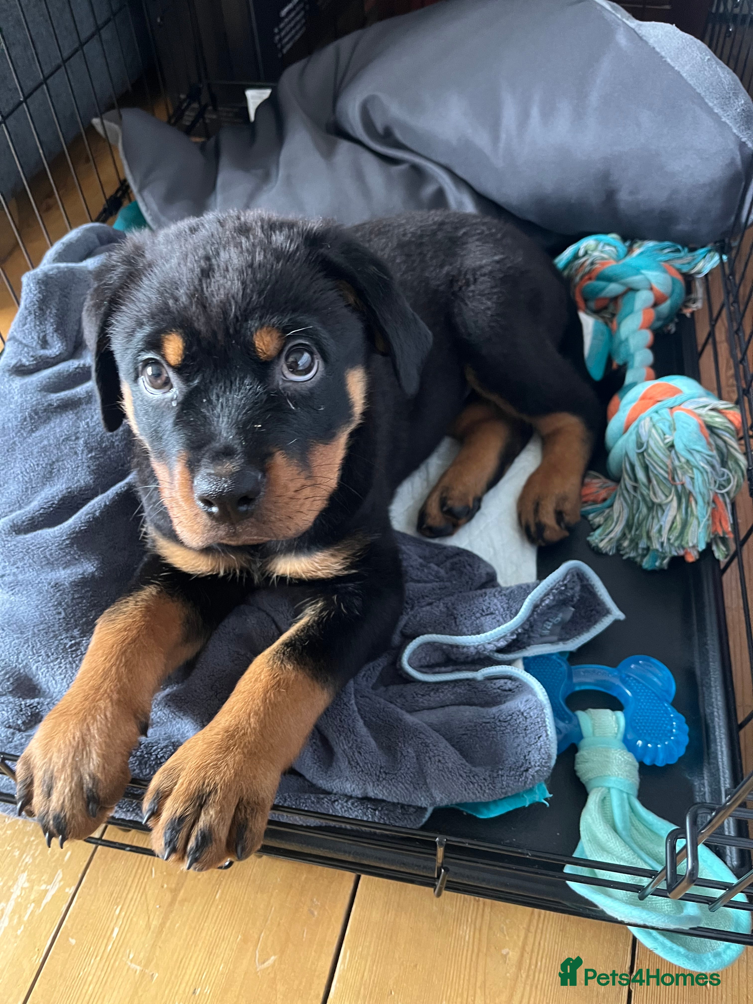 how to make my rottweiler coat shiny