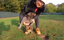 French Bulldog dogs for adoption: Meet BONNIE - a Lovely Girl, for a Loving Home - Image 16