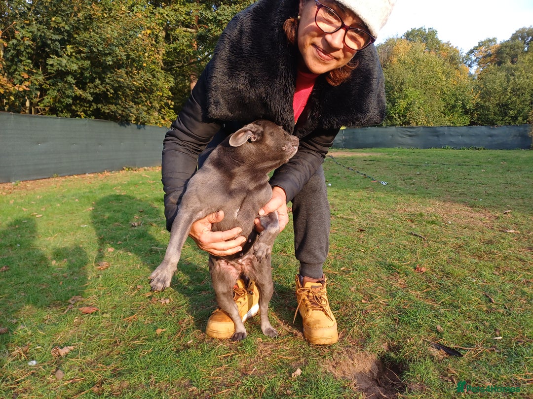 French Bulldog dogs for adoption: Meet BONNIE - a Lovely Girl, for a Loving Home - Image 16