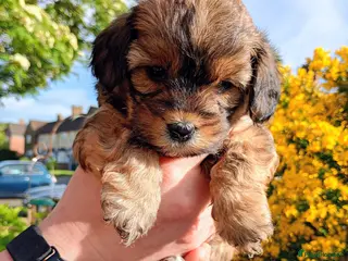 Mixed Breed dogs Corgipoo x Cockerpoo F2b - Advert 5