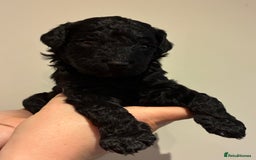 Standard Poodle dogs for sale: Beautiful KC Registered Standard Poodle Puppies - Image 21