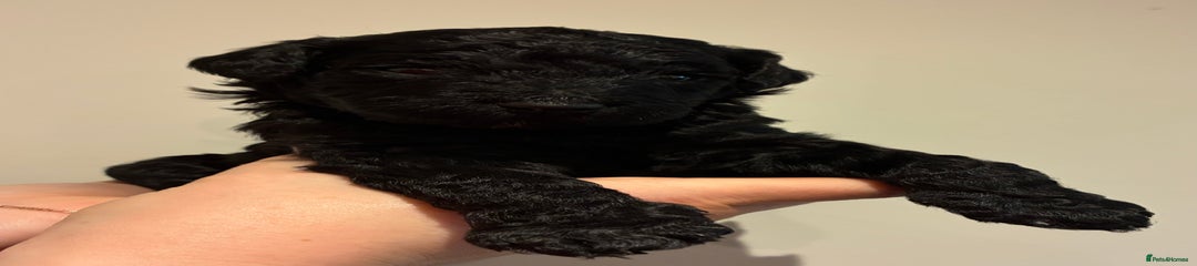 Standard Poodle Puppy 5