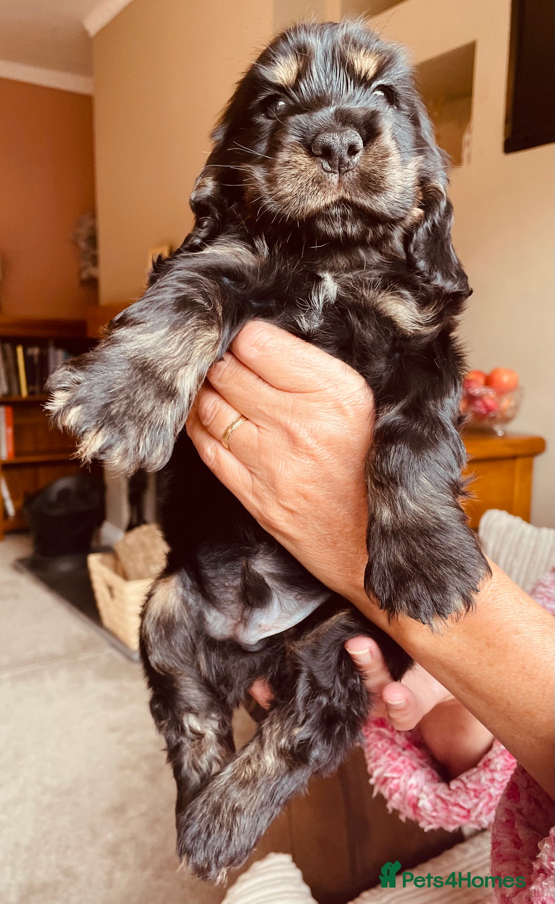 Cocker Spaniel dogs for sale: Top quality fully health tested show cocker pups - Image 16
