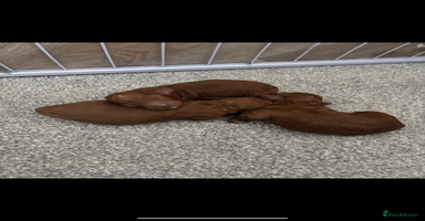Cockapoo dogs - Advert 2