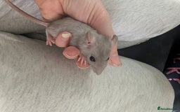 Rat rodents for sale: Male rats very friendly ready now  - Advert 4