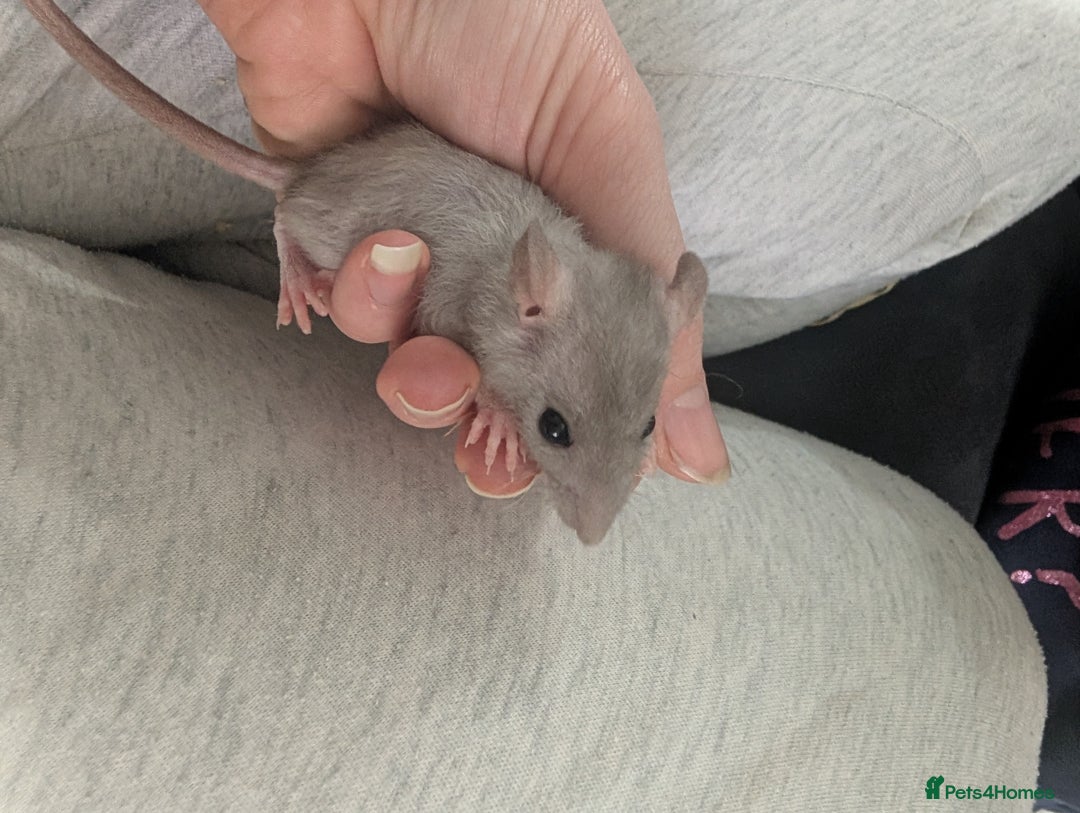 Rat rodents for sale: Male rats very friendly ready now  - Advert 4