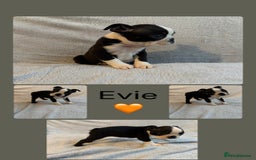 Boston Terrier dogs for sale: Beautiful Boston Terrier Puppies  - Image 10