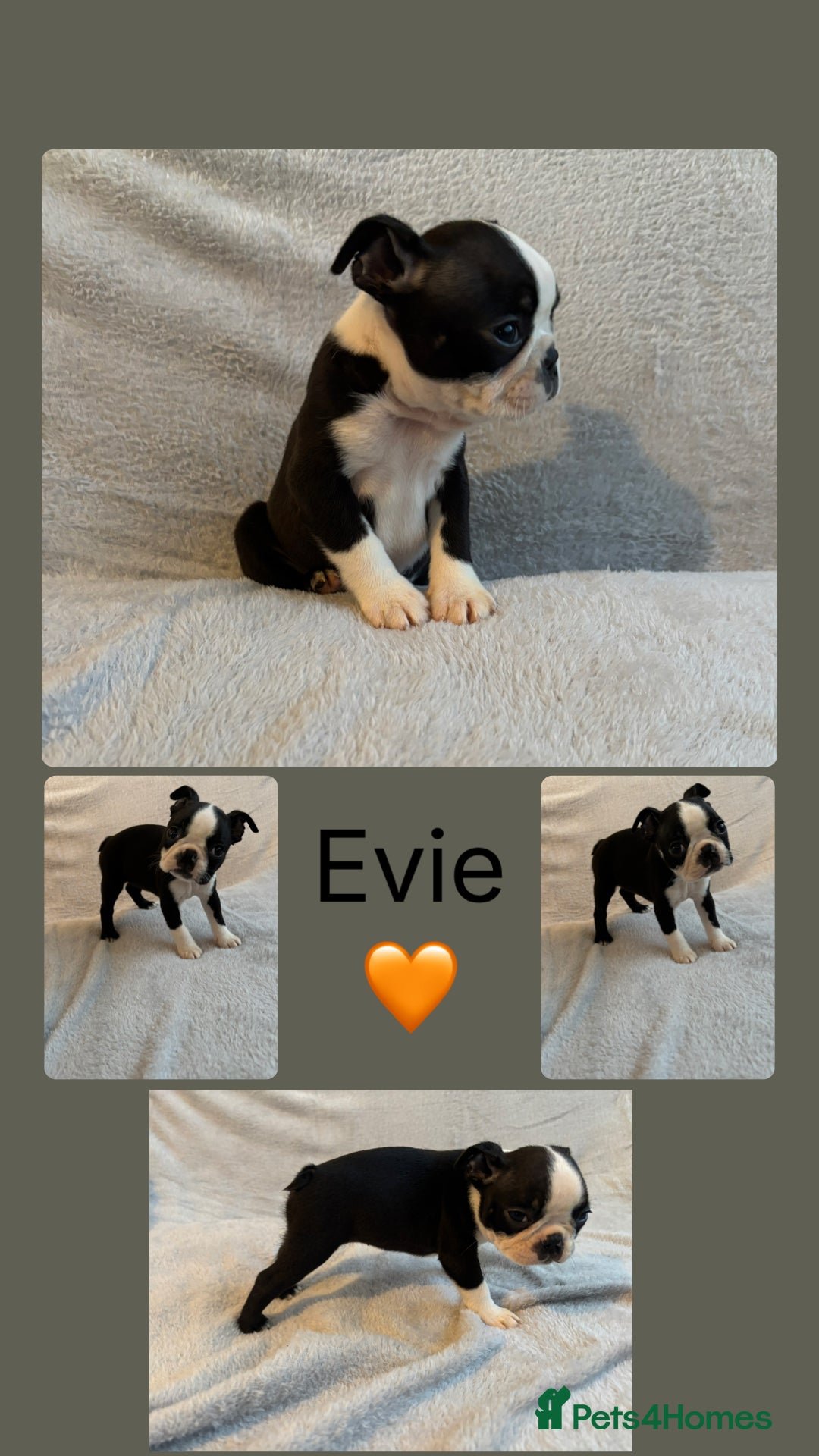 Boston Terrier dogs for sale: Beautiful Boston Terrier Puppies  - Image 10