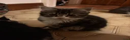 Mixed Breed cats for sale: Beautiful Kittens - Advert 4
