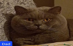 British Shorthair cats for stud: FOR MATING ONLY. Registered GCCF Quality Boy . in Mexborough - Image 4