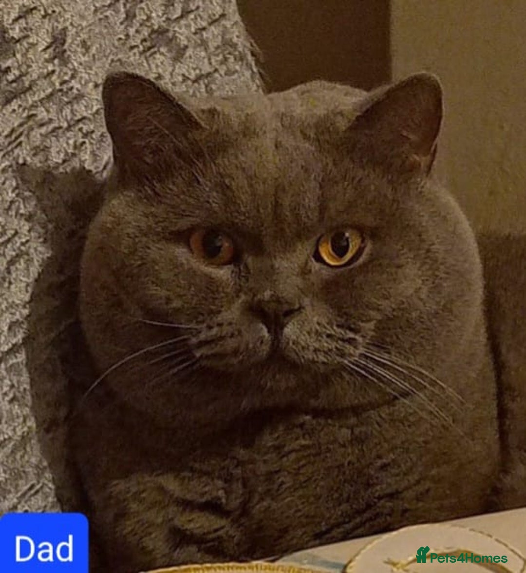 British Shorthair cats for stud: FOR MATING ONLY. Registered GCCF Quality Boy . in Mexborough - Image 4