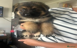 German Shepherd dogs for sale: Beautiful GSD pups - Image 6