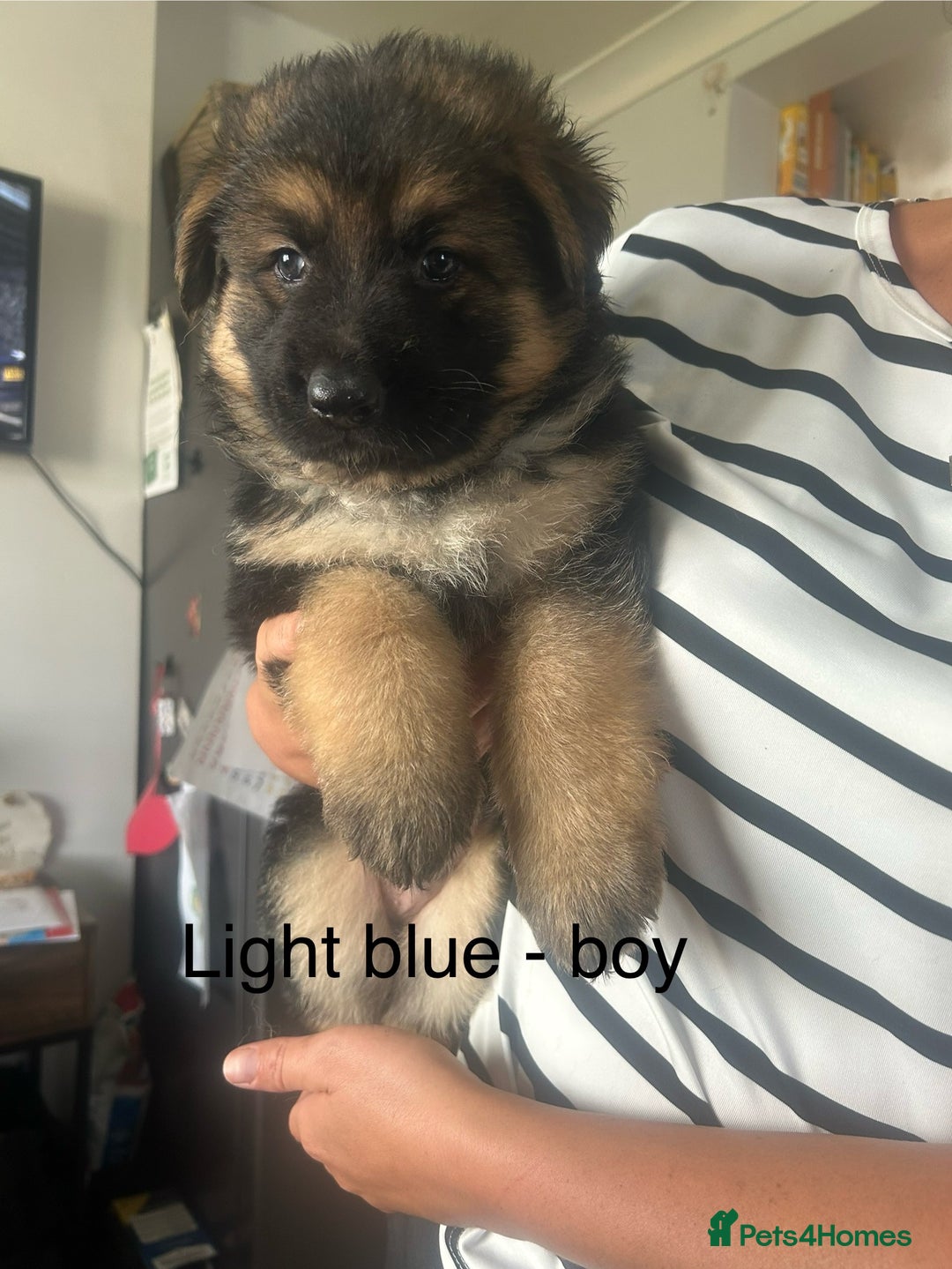 German Shepherd dogs for sale: Beautiful GSD pups - Image 6