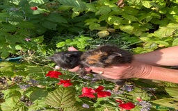 Guinea Pig rodents for sale: 2 gorgeous male Guinea pigs - Image 3