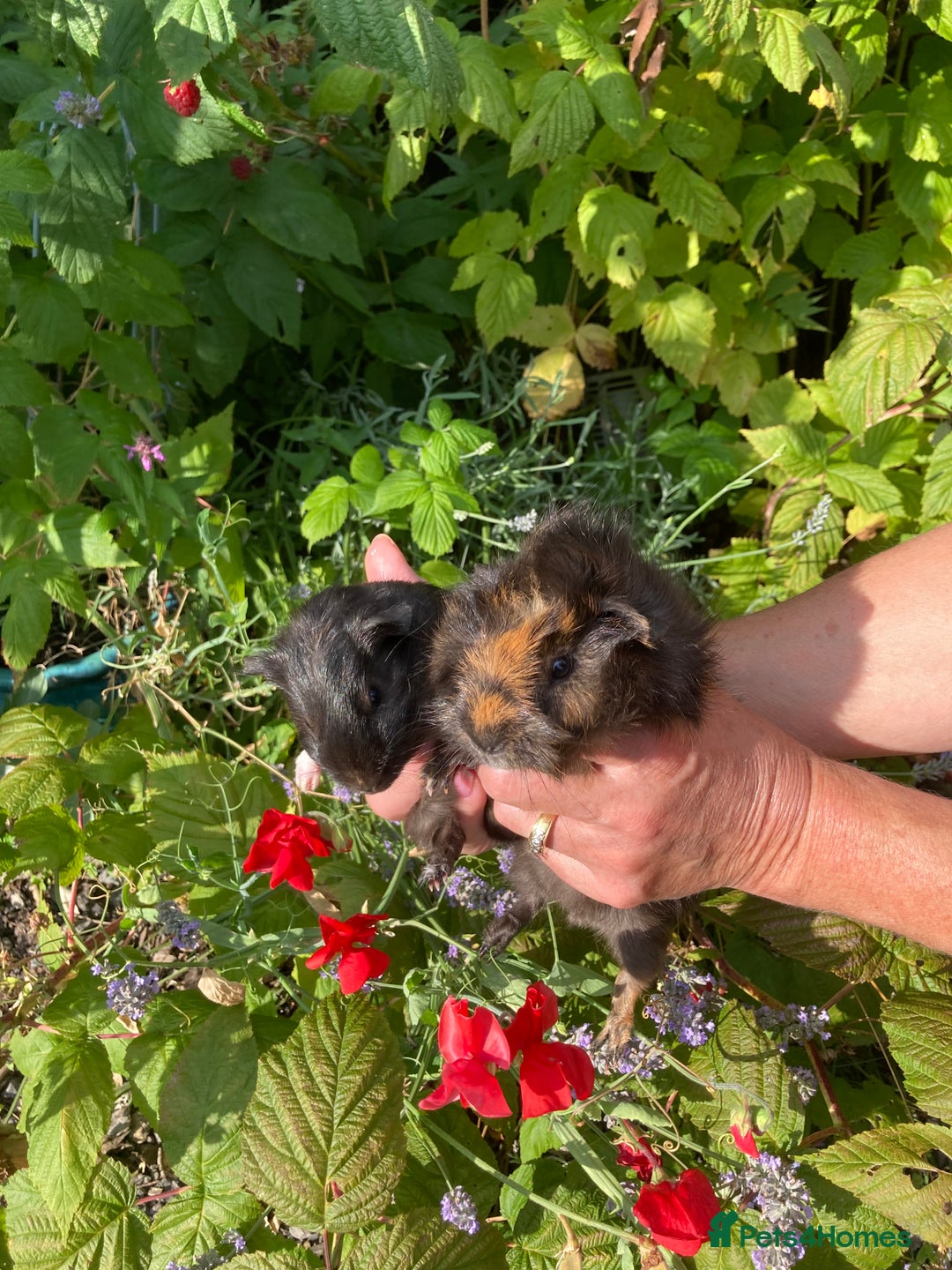 Guinea Pig rodents for sale: 2 gorgeous male Guinea pigs - Image 3
