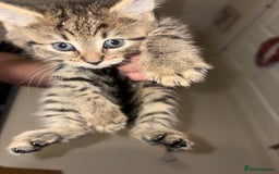 Siberian cats for sale: 🩷 Siberian x British shorthair kittens 🐱  - Image 2
