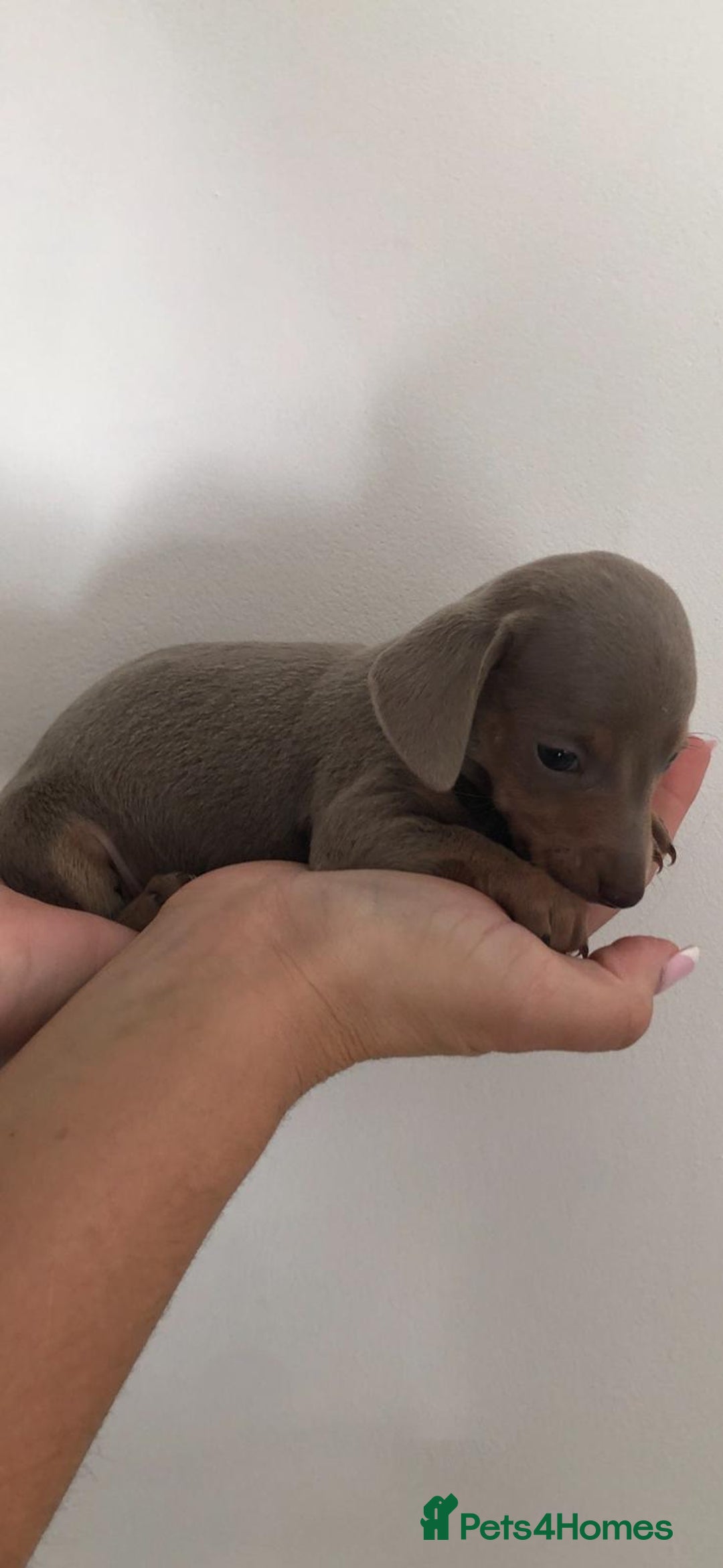 Dachshund dogs for sale: Dachshund puppies  - Image 5