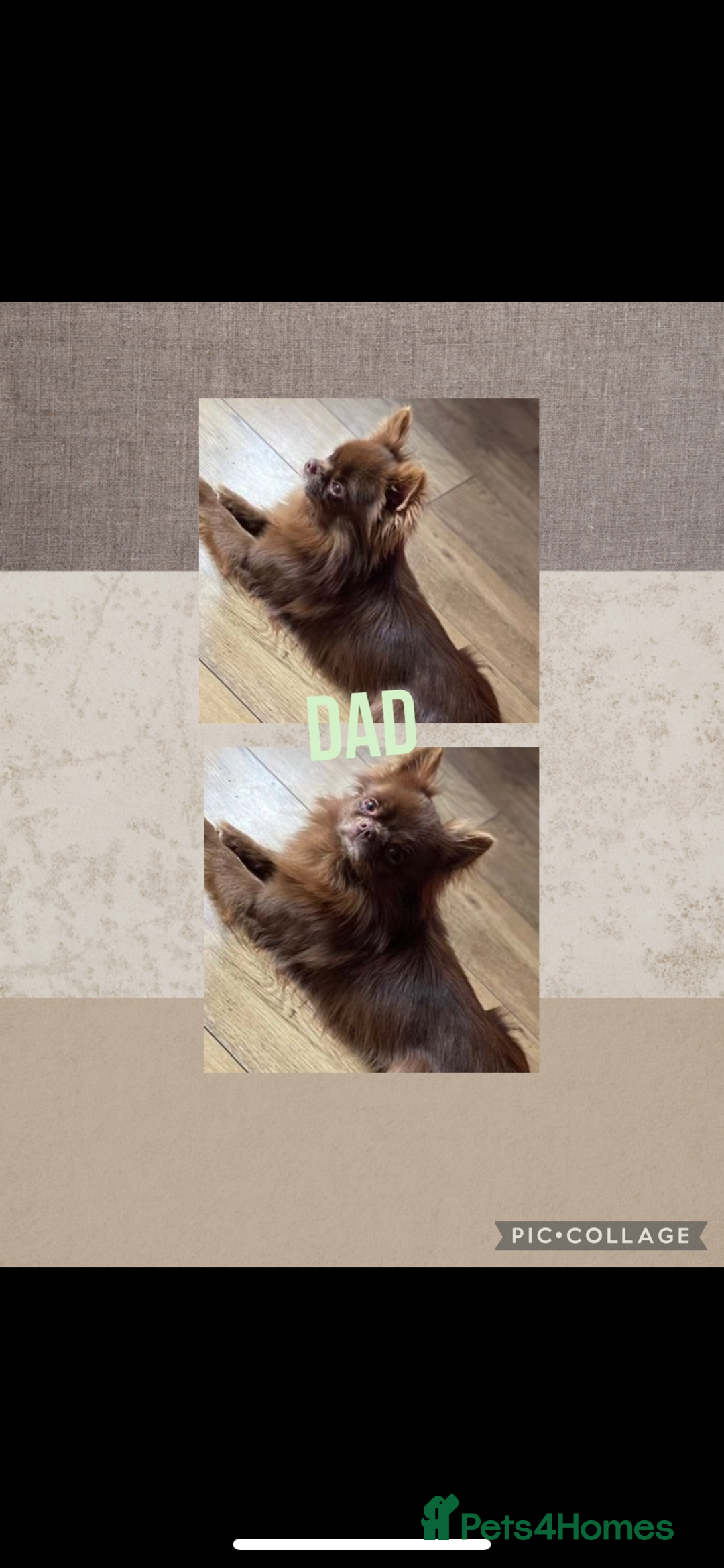 Chihuahua dogs for sale: Beautiful long coat chihuahua girl 🤎💕 - Advert 6