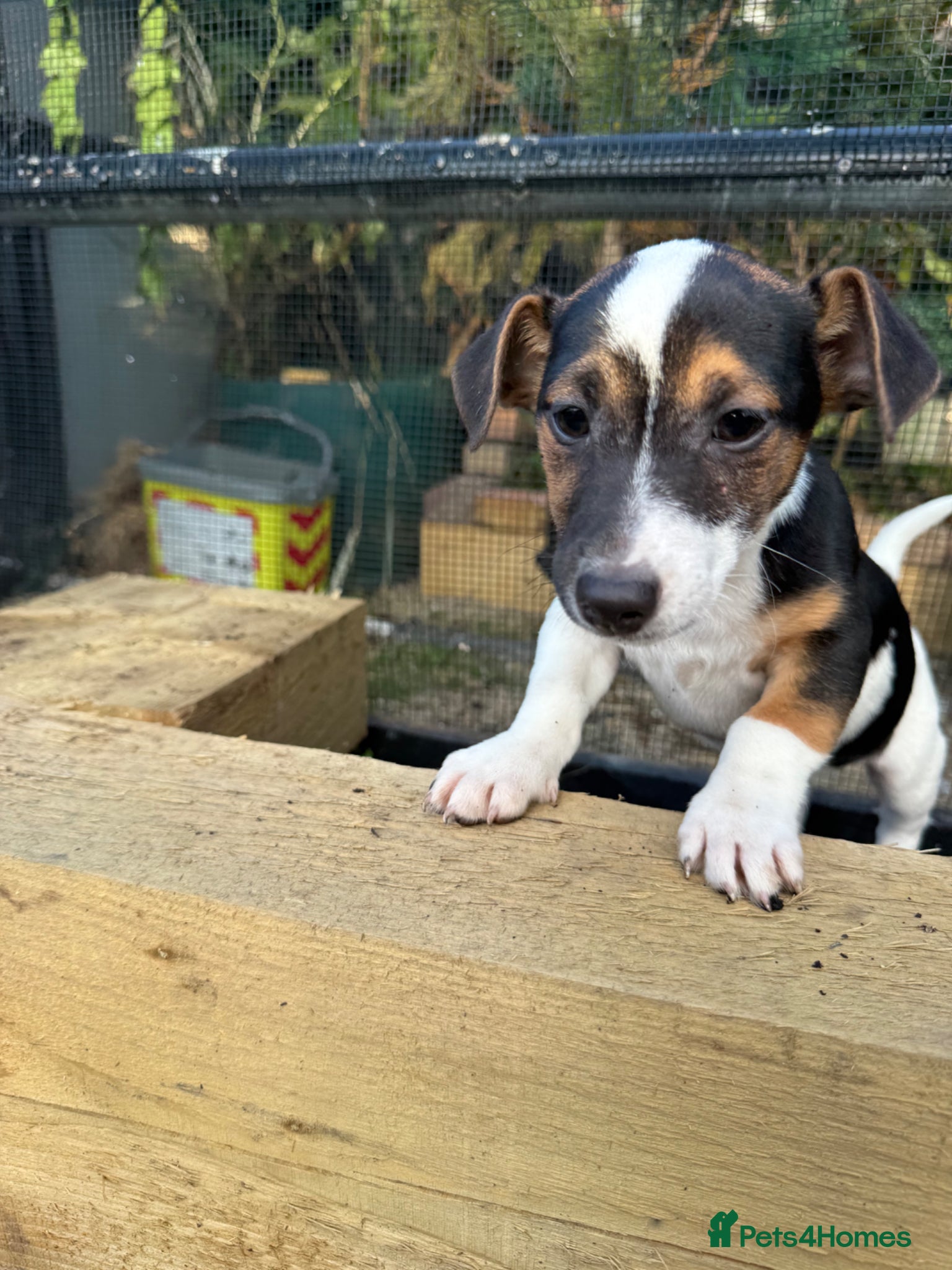 Jack Russell dogs for sale: ‘Naughty’ Jack Russell Pups  in Kilgetty - Advert 16