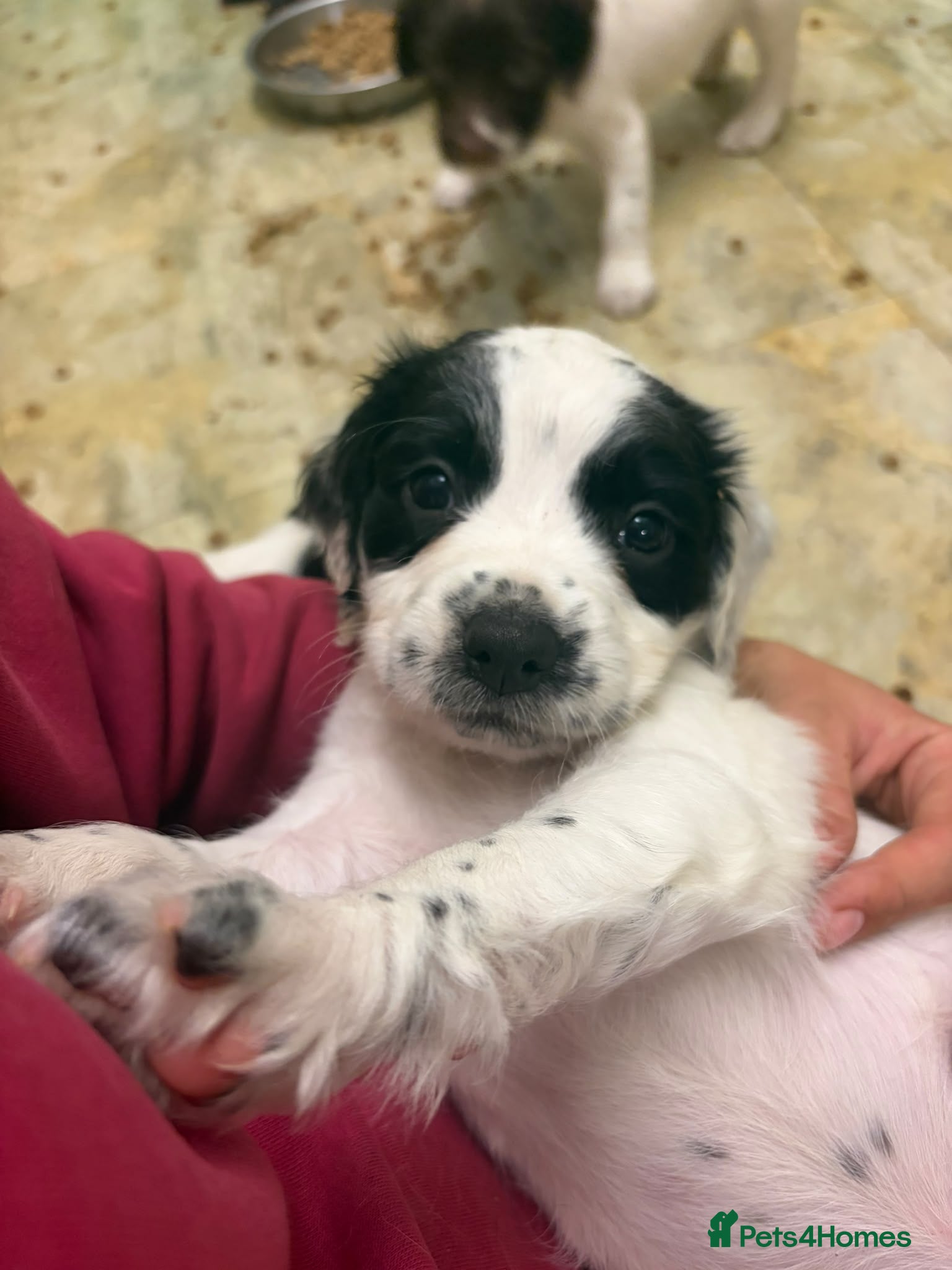English Springer Spaniel dogs KC registered working springer spaniel puppies  - Advert 2