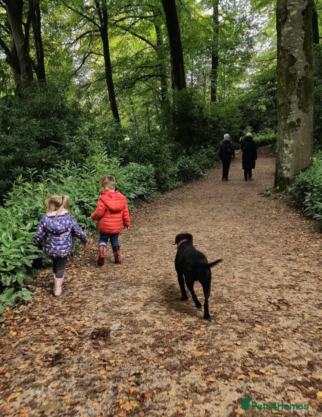 Labrador Retriever dogs for sale: Beautiful black labrador girl 🩷 - Advert 4