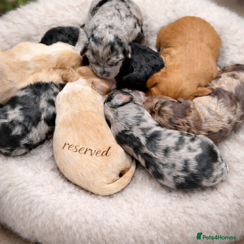 Australian Labradoodle dogs AUSTRALIAN LABRADOODLE  - Advert 2