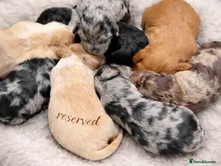 Australian Labradoodle dogs AUSTRALIAN LABRADOODLE - Advert 2