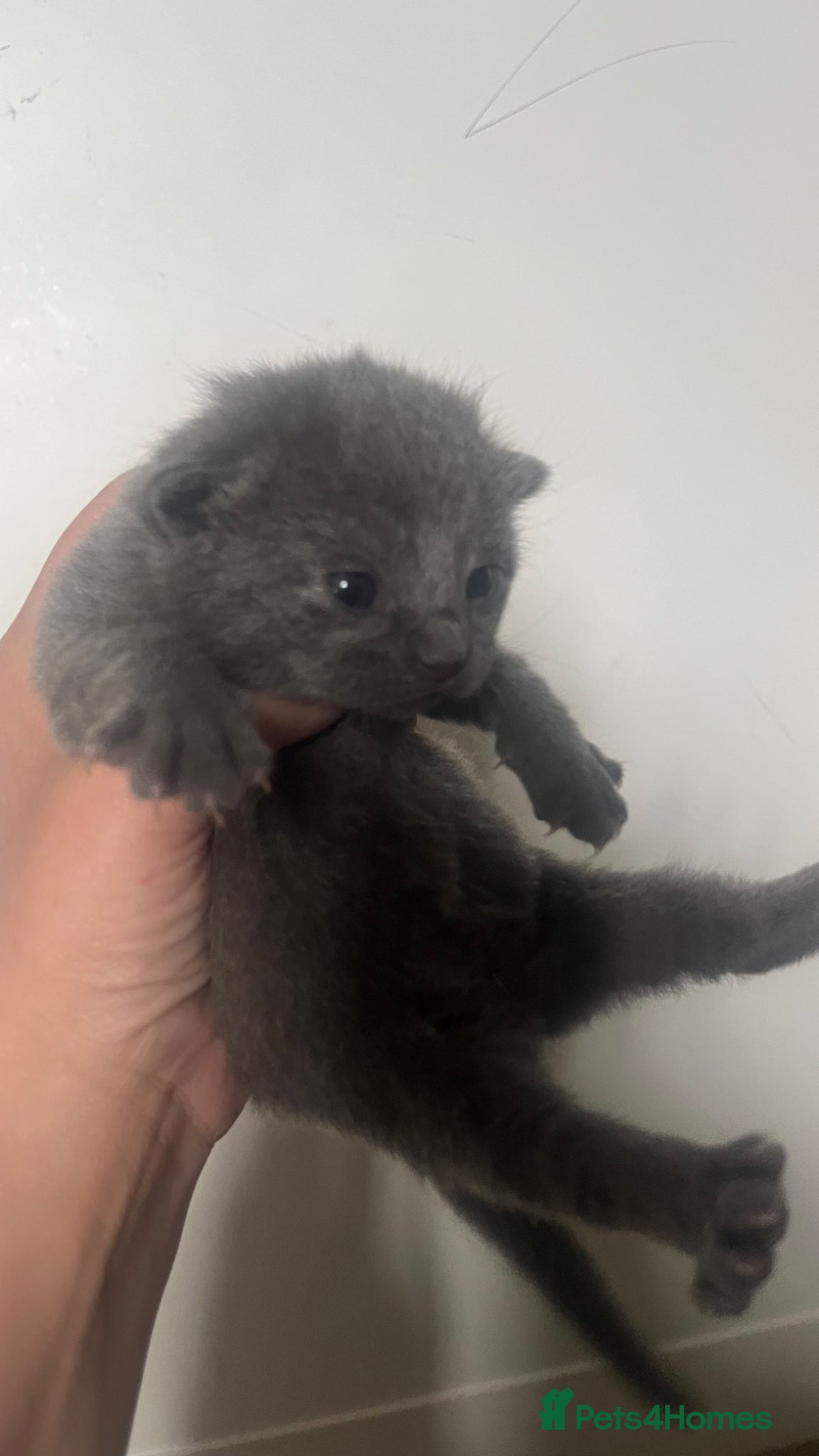 Mixed Breed cats Grey and black kittens  - Advert 3