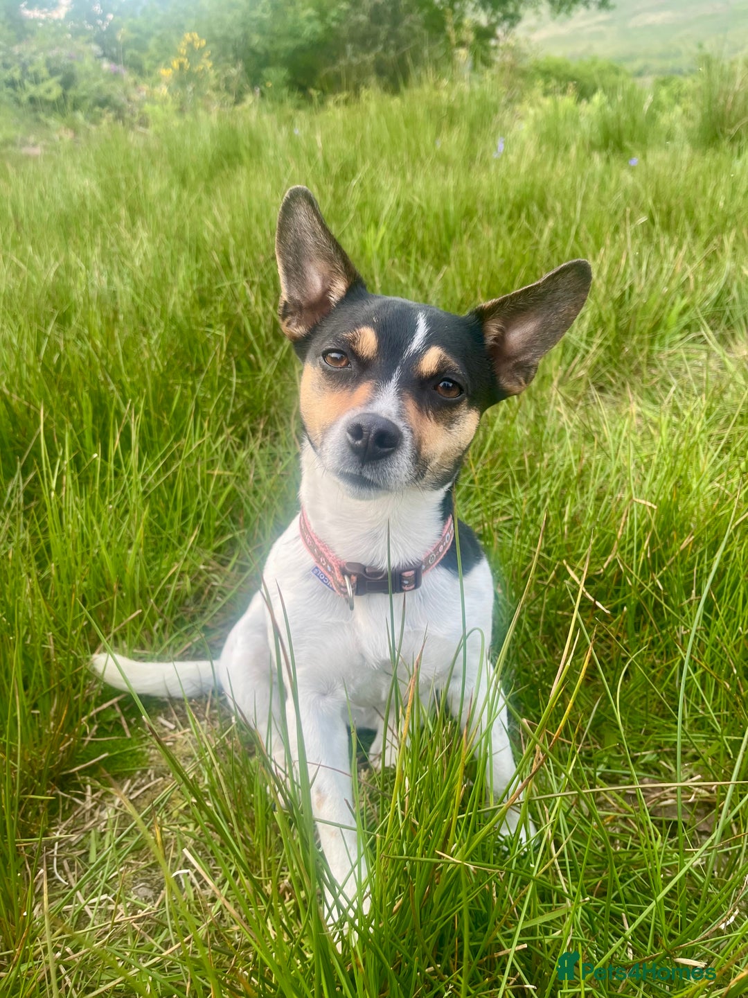 Mixed Breed dogs for sale: First litter of 7 Jack Russel puppies  - Image 1
