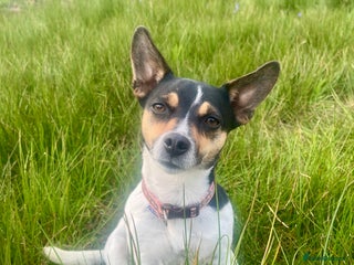 Mixed Breed dogs - Advert 2