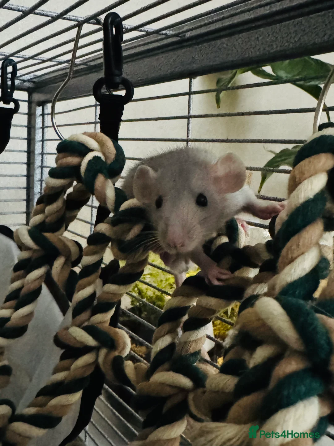 Gallery Image {{count}}