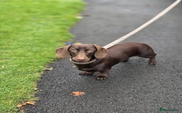 Miniature Dachshund dogs for sale: Dachshund Sad Rehome  - Image 5