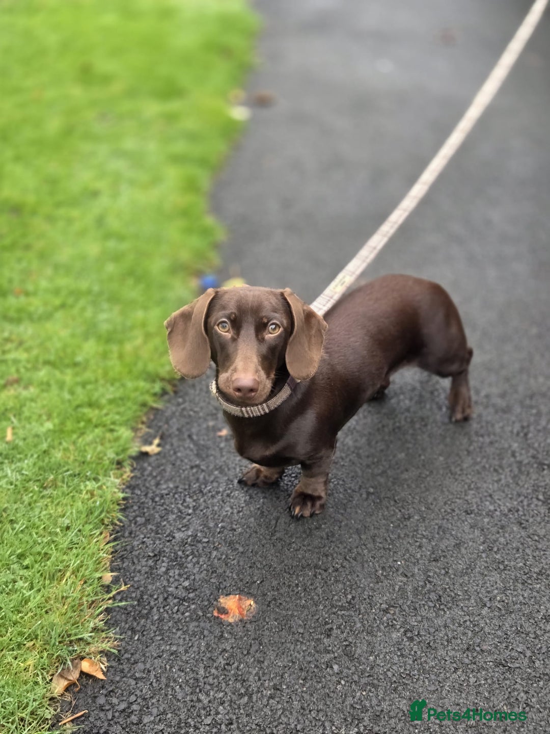 Miniature Dachshund dogs for sale: Dachshund Sad Rehome  - Image 5